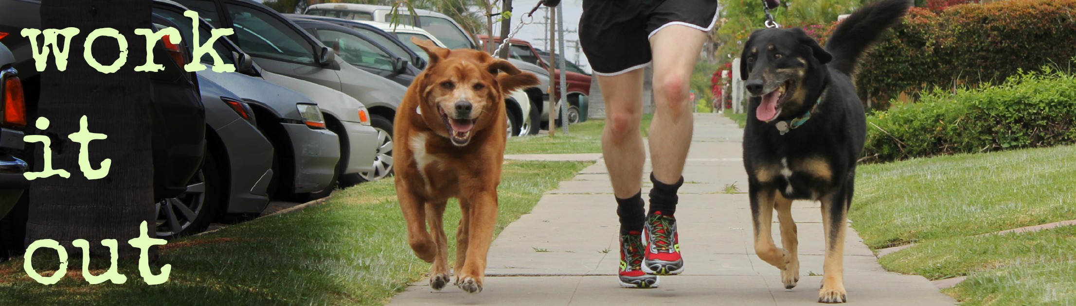 Dog Walker Vs. Dog Runner: Top 5 Reasons to Upgrade