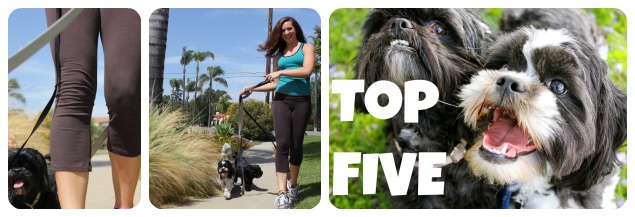 Top 5 reasons to hire a dog walker